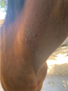 caballo alergia1