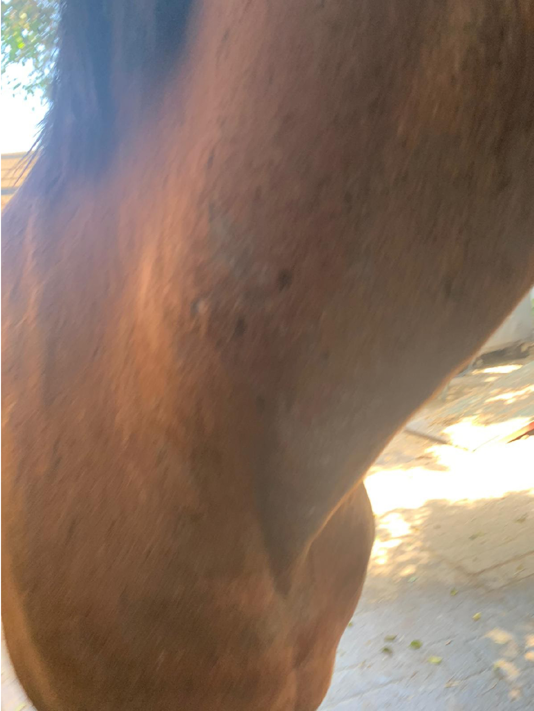 caballo alergia1